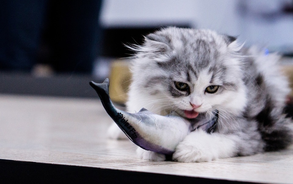  Ilgaplaukė katė žaidžia su pliušiniu žaislu, kuris atrodo kaip skumbrė
