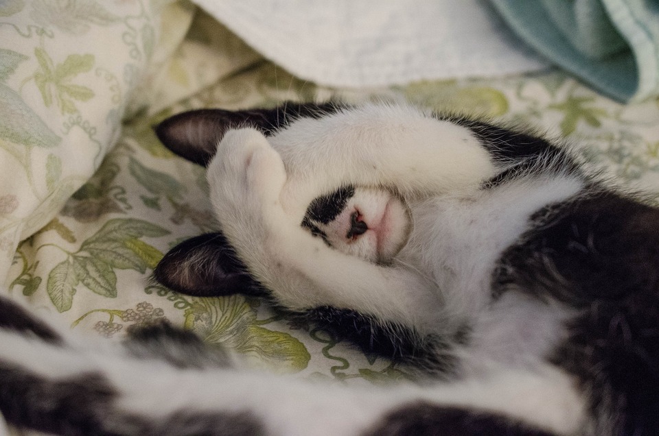 Kačiukas su dėmele ant nosies miega ant lovos
