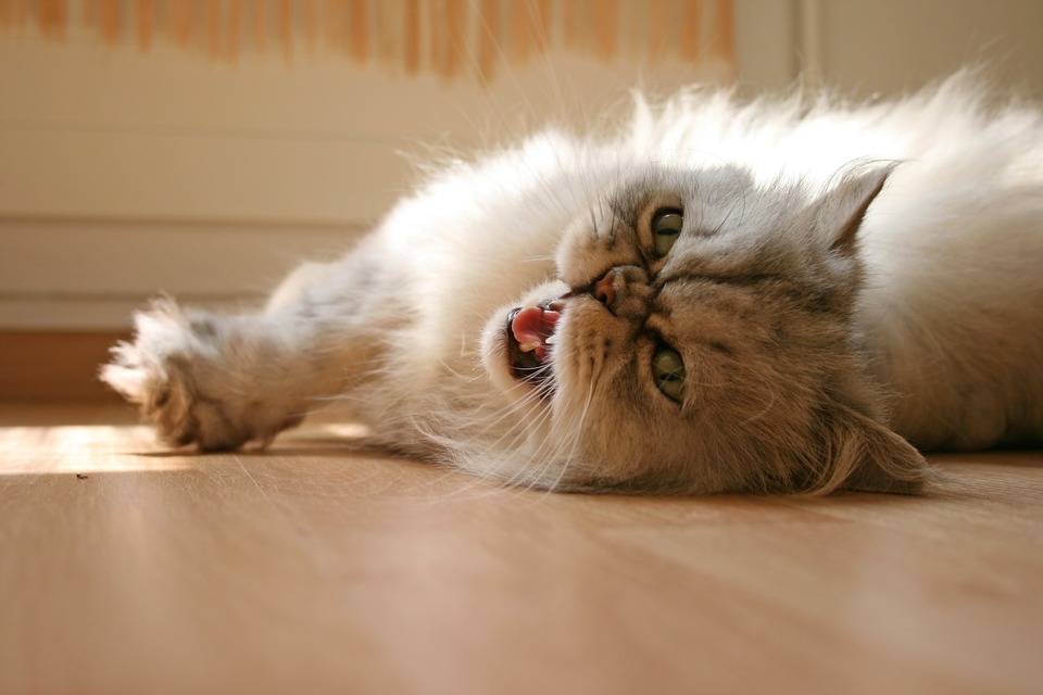 Katė namuose gali čiaudėti dėl dulkių.  Dulkės po lova, ant spintelių ar gulėjimas ant dulkėto kilimo yra  čiaudėjimo priežastis.