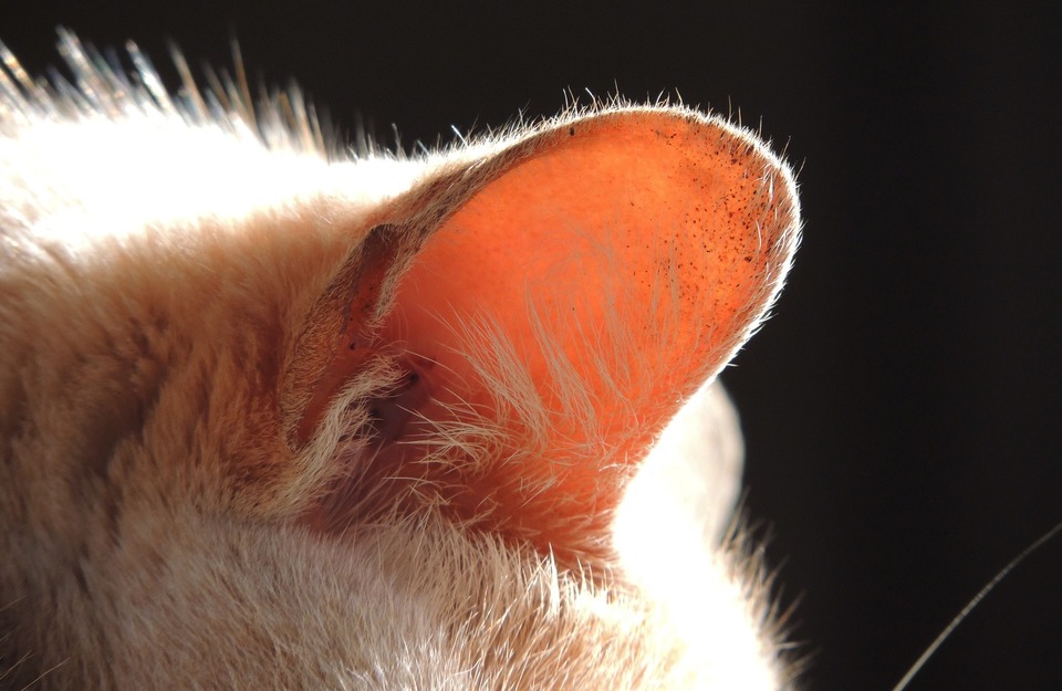 Katės išorinė ausies dalis. Matomi plaukai, apsaugantys įėjimą į ausies kanalą, ir mažos dėmelės ant ausies.