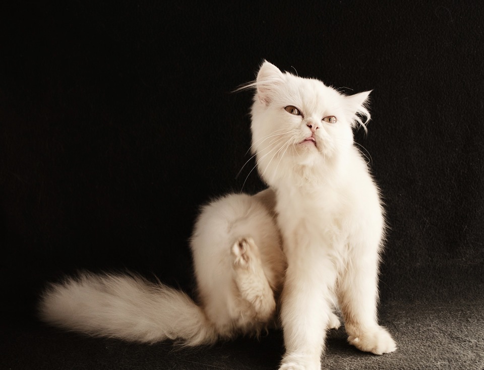 Balta ilgaplaukė katė kasosi užpakaline letena. Stiprus niežėjimas gyvūnams ir žmonėms gali būti pirmasis blusų požymis namuose.