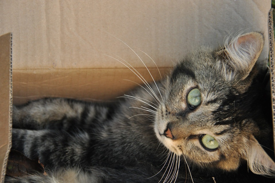 Katės teikia didelę reikšmę tinkamai parinktai kraiko dėžutei ir jos užpildymui.