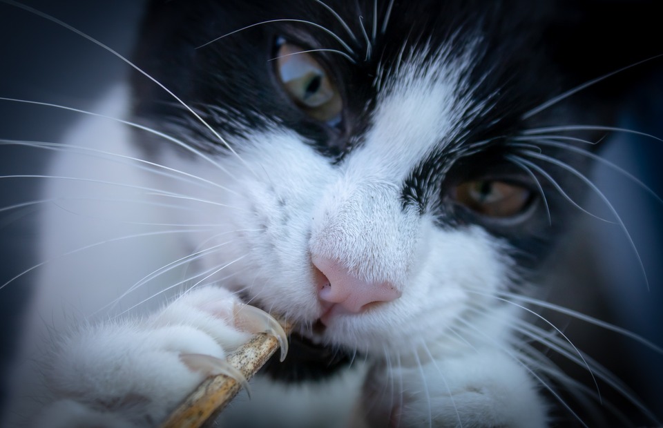 Reguliarus kačių nagų kirpimas leidžia joms išlaikyti higieną ir užtikrinti gerą jų būklę.