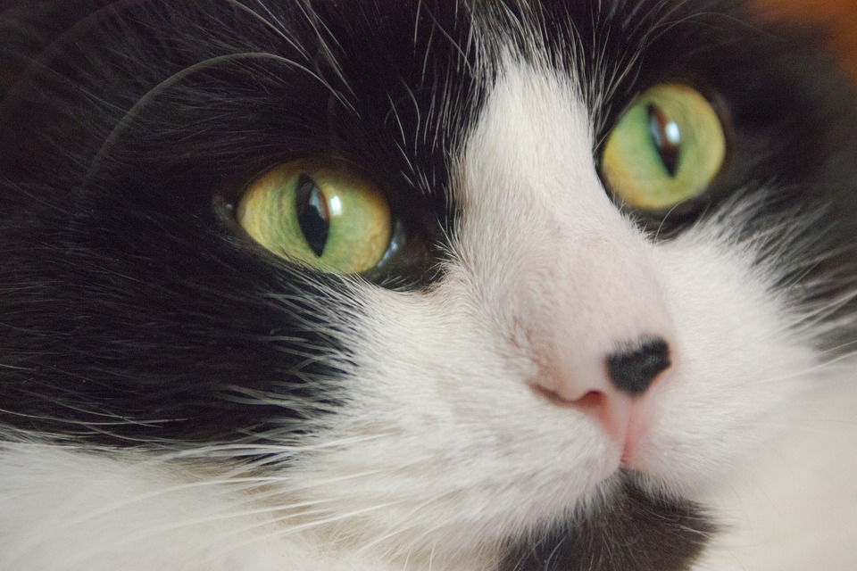 Katė su žaliomis akimis ir didele, juoda dėme ant nosies