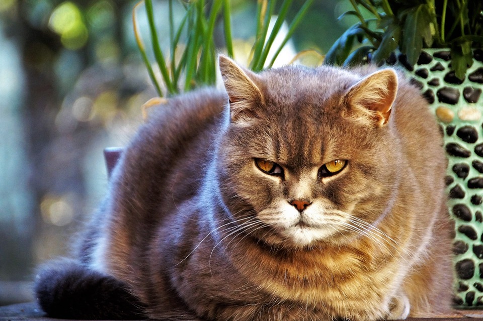 Matomas trečiasis akies vokas katės akyse yra trikdantis signalas, dažniausiai nurodantis negalavimą, sumažėjusį imunitetą ar ligą.