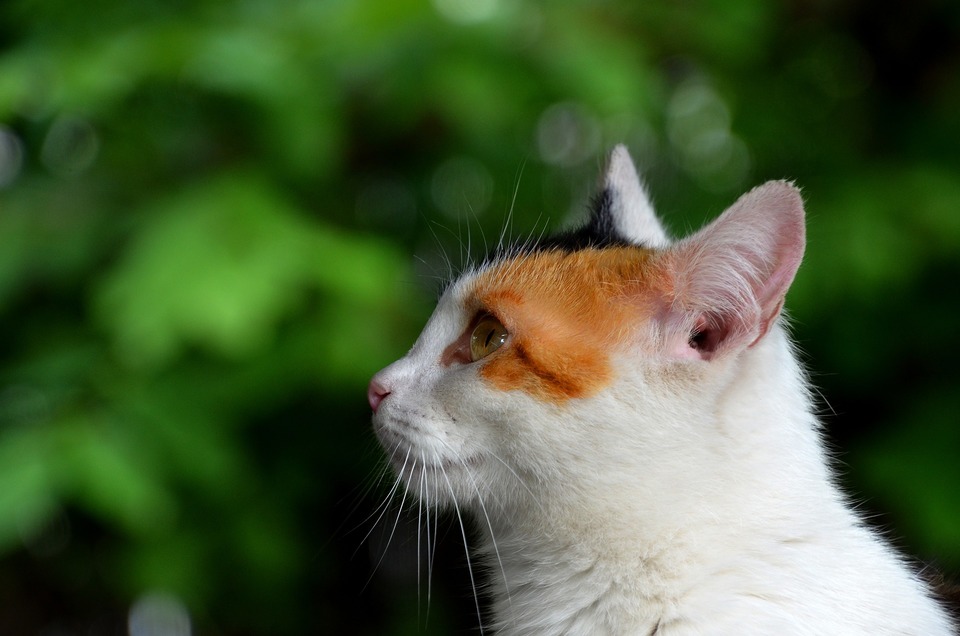 Katė tiesiomis ausimis su matomu išoriniu ausies kanalo išėjimu.