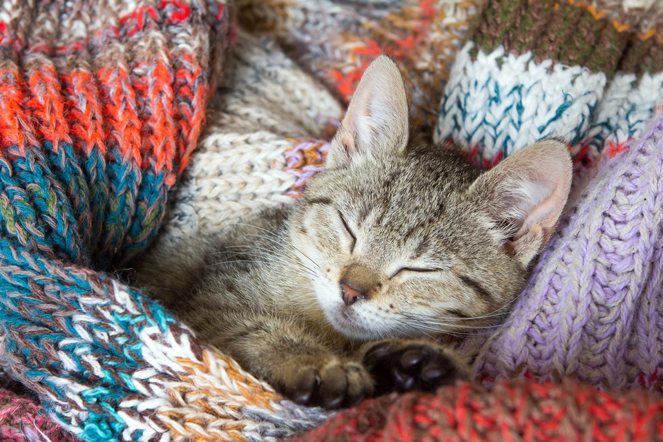 Kociak śpi w kocyku. Biegunka u kociąt i młodych kotów jest szczególnie niebezpieczna ze względu na szybkie odwodnienie się organizmu i utratę masy ciała.