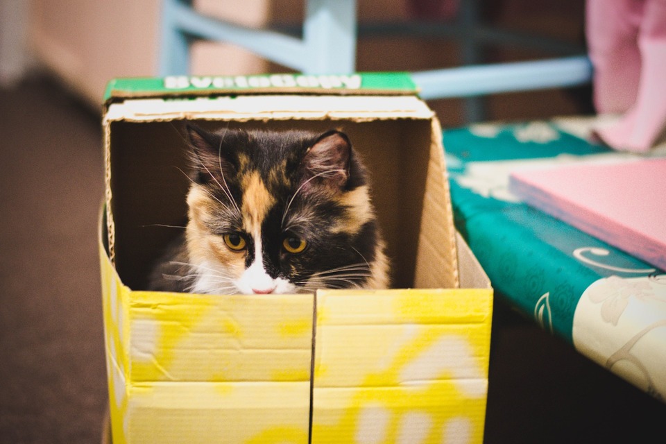 Ne kiekviena katė sutiks naudotis uždengtą kraiko dėže. Labiausiai fiziologinis kačių kraiko langas yra atviras.