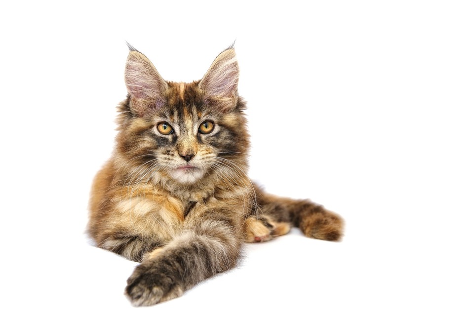 Meino meškėnų katės turi dideles ovalias, šiek tiek pasvirusias akis, intensyvios spalvos.