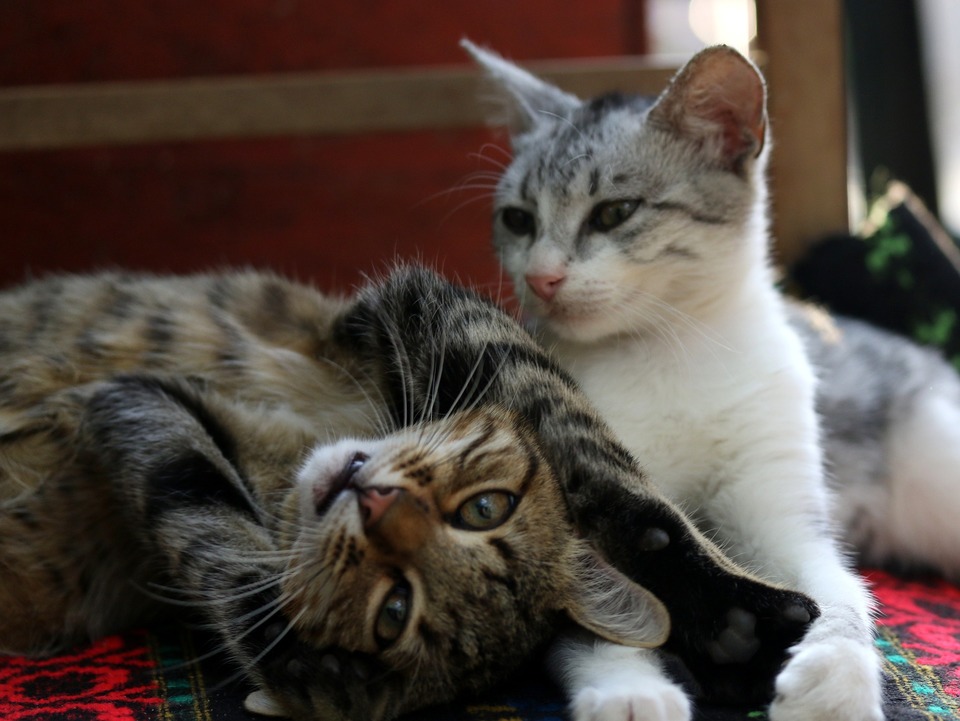 Dvi katės guli viena šalia kitos. Katės yra socializuotos ir jaučiasi gerai savo kompanijoje, kaip matyti iš jų kūno kalbos - atsipalaidavę ūsai ir raumenys, susiaurėjusios akys, lengva kūno laikysena. Viena iš jų žaidžia lazda.