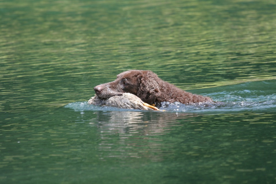 Garbanotas retriveris priklauso retriverių  ir vandens šunų veilei. Šie šunys gaudė gyvūnus vandenyje.