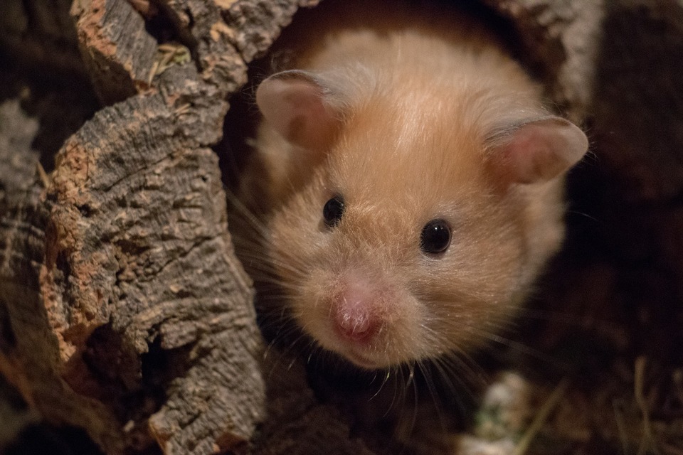 Sirijos žiurkėnai būna kelių rūšių ir gali turėti skirtingą kailiuko struktūrą. Yra Sirijos žiurkėnų su garbanotu kailiu.