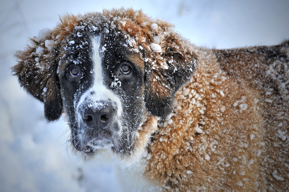 Bernardinai, visi padengti sniegu. Storas kailis apsaugo šunį nuo šalčio, bet taip pat ir per didelio karščio.