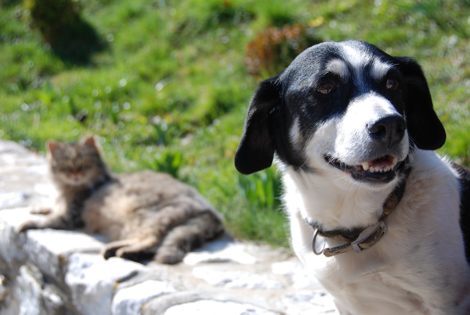 Šuo ir katė sėdi šalia vienas kito ant sienos. Šuo šypsosi