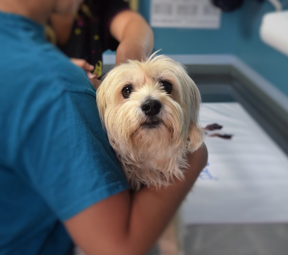 Šuo pas veterinarą. Laukiama injekcijos. Šuns ženklinimas yra lengva procedūra, atliekama viena injekcija.