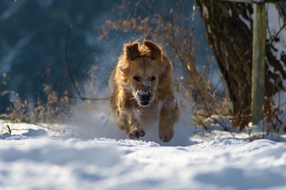 Auksinis retriveris bėga sniege. Auksiniam trumpalaikis šalčio poveikis nėra baisus.