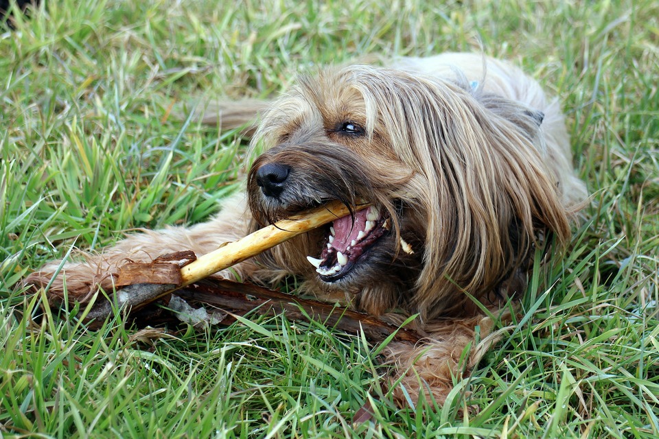 Natūralūs, kieti kramtukai padeda palaikyti šuns burnos higieną.