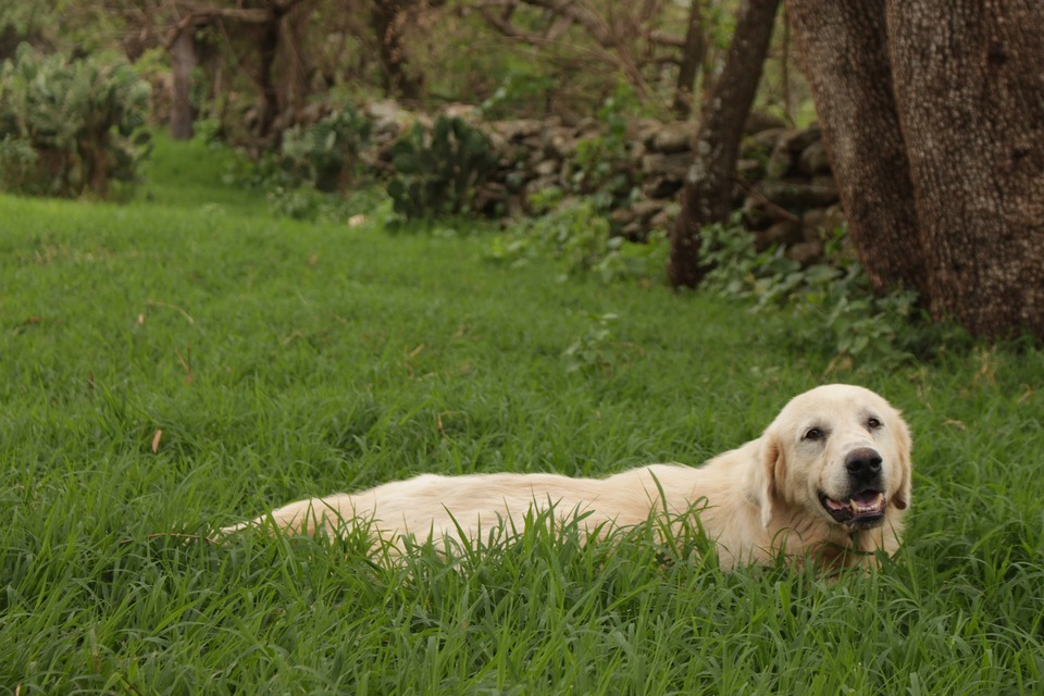 Labradoras žolėje. Su kiekvienu pasivaikščiojimu šuo gali pritraukti nekviestų svečių.