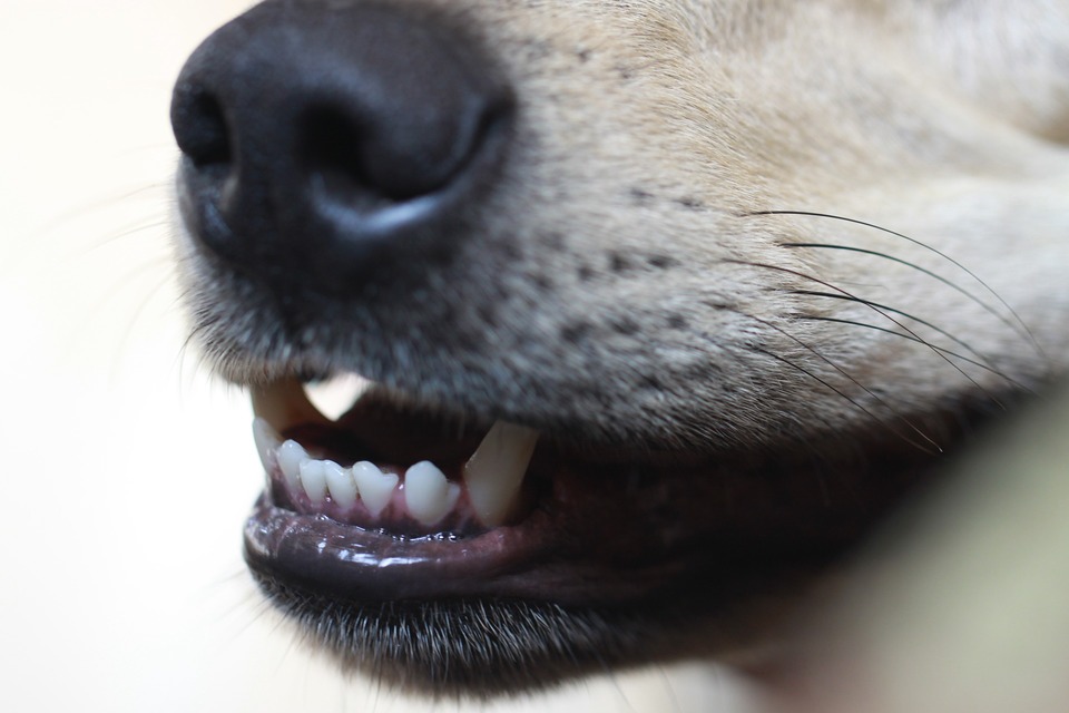 Šuns dantys taip pat yra veikiami akmenų. Šuniuką turėtume pripratinti valytis dantis.