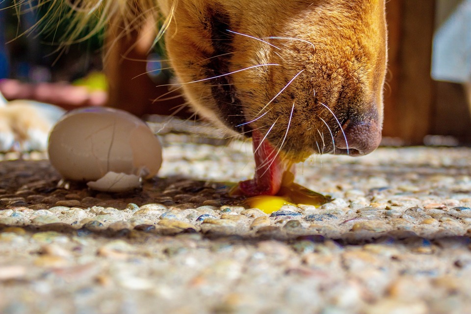 Šuo laižo neapdorotą kiaušinio trynį. Kiaušiniai yra vitaminų ir aminorūgščių šaltinis. Jie teikia biotiną ir Omega rūgščių.