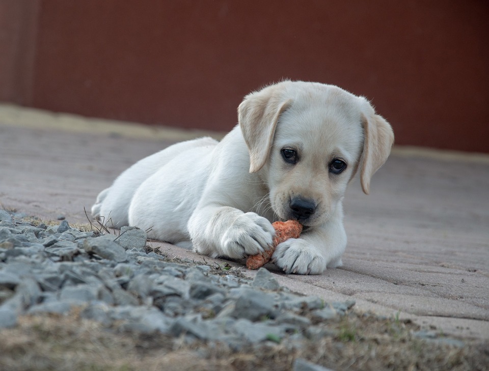 Labradoro šuniukas graužia morką. Morkos yra geras maistas, stiprina žandikaulius ir yra sveikos.