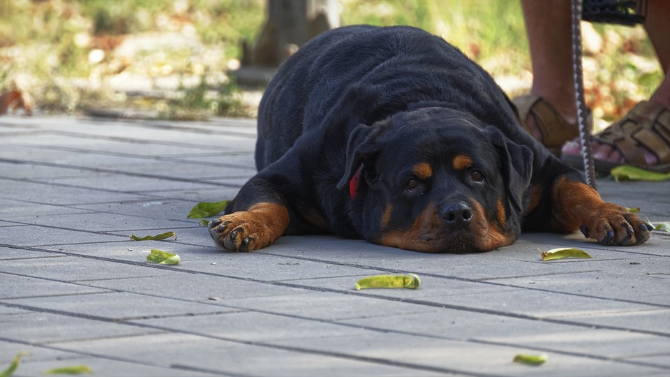 Nutukęs šuo. Nutukimas yra vienas iš pagrindinių veiksnių, sukeliančių sąnarių ligas ir vaikščiojimo problemas.