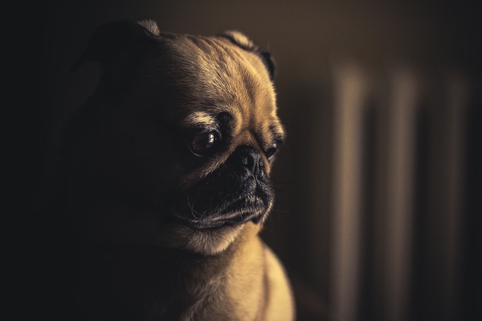 Liūdnas mopsas tamsiame kambaryje. Mopsai yra gana dažnai serganti šunų veislė, jie dažnai gali jausti diskomfortą, ypač virškinimo sistemos dalyje. 