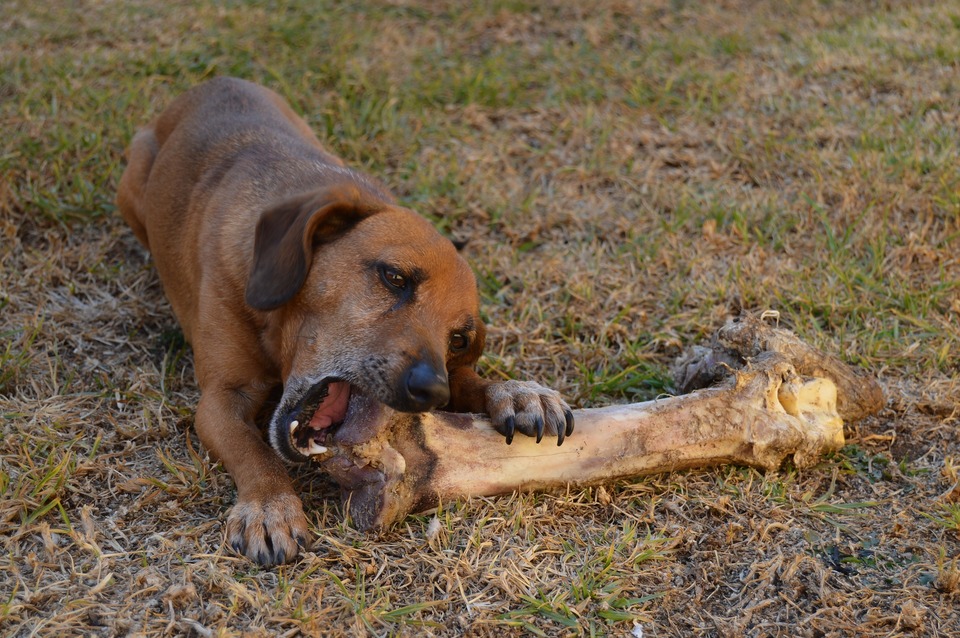 Mišrūnas bando kąsti didžiulį kaulą. Šunys neturėtų būti šeriami virtais kaulais ypatingai su prieskoniais. Šunims gali būti duodami mėsos kaulai, t. y. neapdoroti su daugybe mėsos.