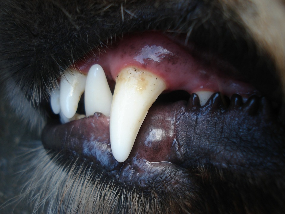 Pašalinti akmenis vykdomoje pagal anestezija. Reguliariai tikrinkite savo šuns dantis ir dantenas.