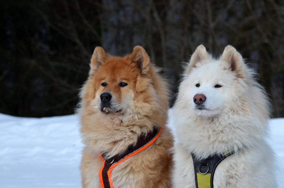 Įvairūs šalia vienas kito stovintys samojedų šunų - vienas rausvas, kitas baltas