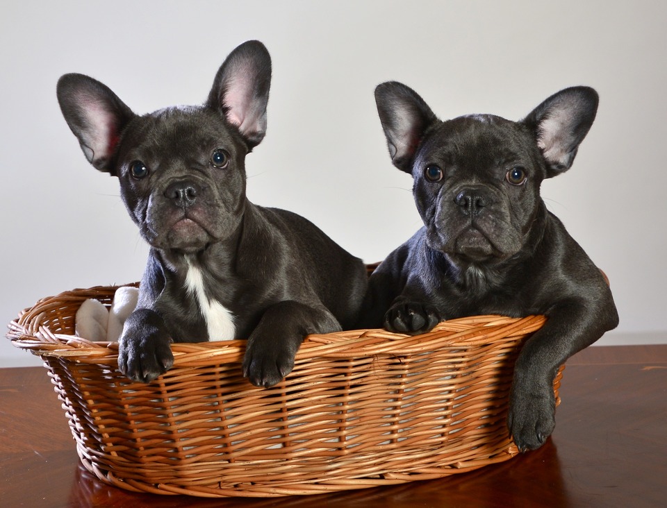Prancūzų buldogų šuniukai nuo pat mažens turi dideles ausis. Nuo mažo šuniuko amžiaus reikia saugoti ir profilaktiškai apsaugoti buldogų kaulus.