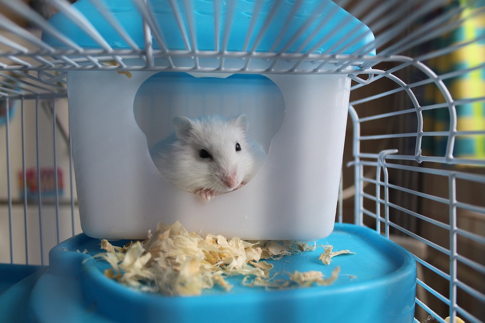 Narvelio žiurkėnas turi grindis ir didelį namą.