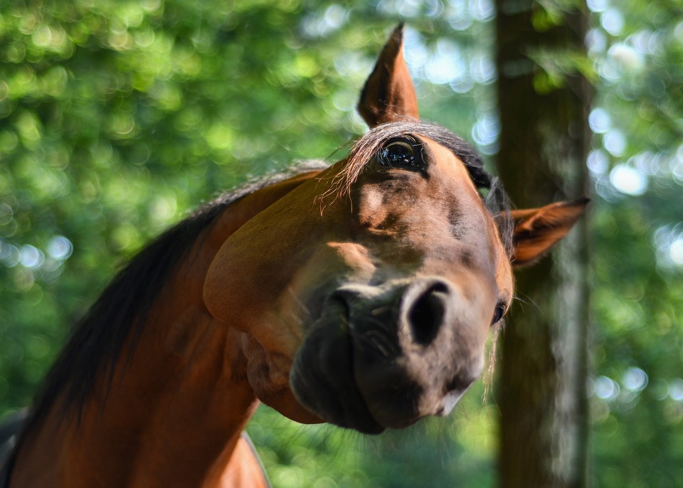 Ką gali nurodyti arklio galvos padėtis?