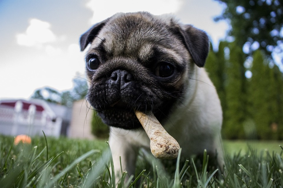 Mopsas su dirbtiniu presuotu kaulu. Netinkamas elgesys su maistu šuniui gali sukelti įvairių rūšių alergiją.