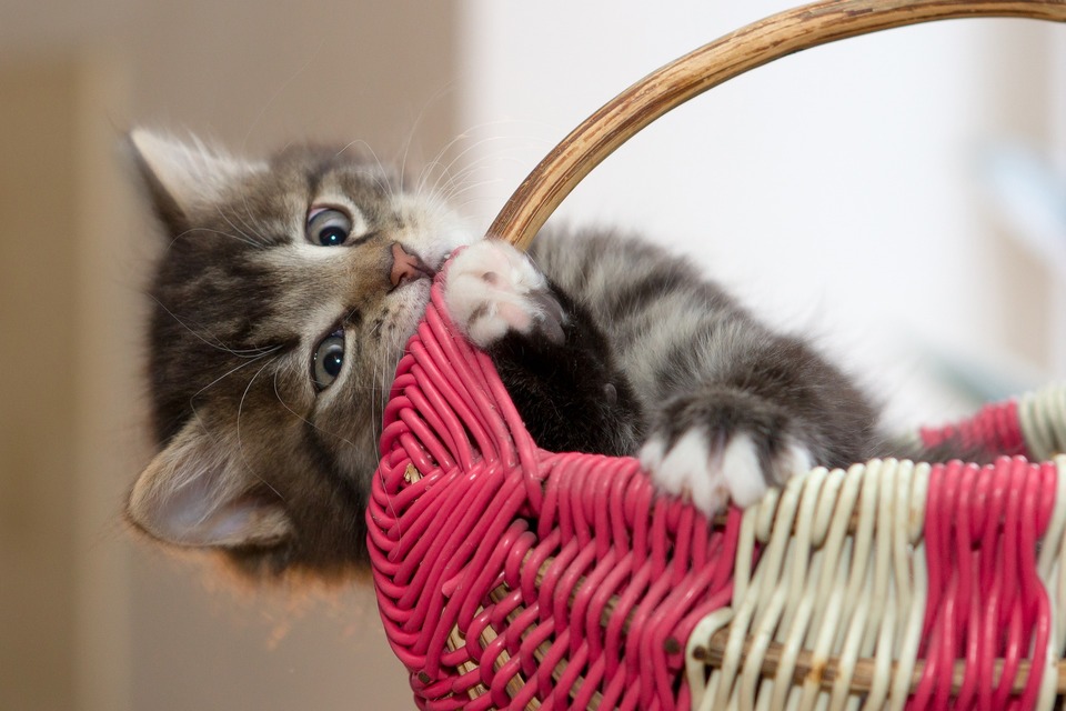 Kačiukas kramto krepšį, jį gali sukelti nuobodulys ar dantų dygimas, kurio metu niežti dantenos.