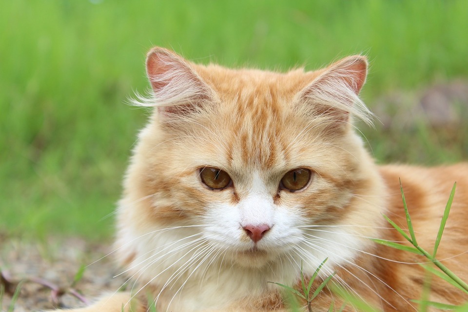 Raudonplaukė, trumpaplaukė katė lauke, išeinančios katės labiau linkusios užsikrėsti sloga ir susirgti.