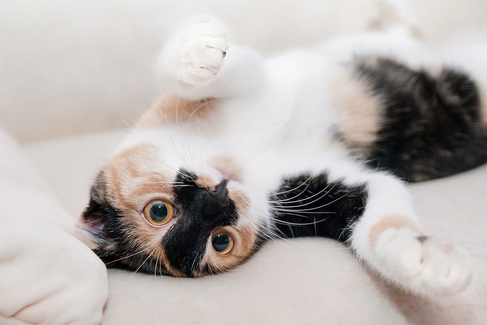 „Trispalvė“ guli ant nugaros ir nori žaisti. Verta patikrinti katės sveikatą ir greitai reaguoti į nerimą keliančius simptomus.