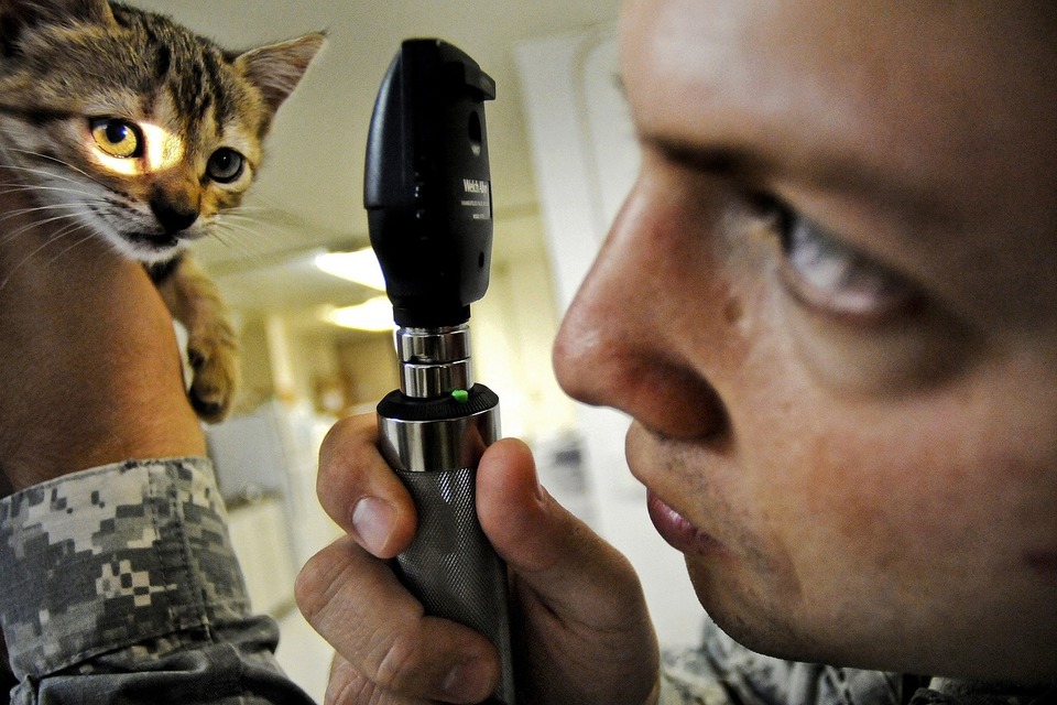 Kačiukas per veterinarijos gydytojo akių tikrinimą.