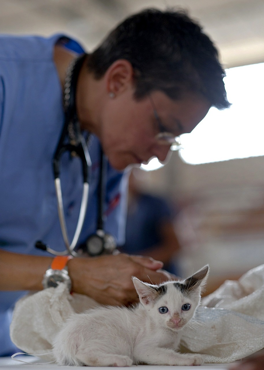 Jaunas kačiukas ant veterinaro stalo. Veterinaras ruošiasi atlikti procedūrą.