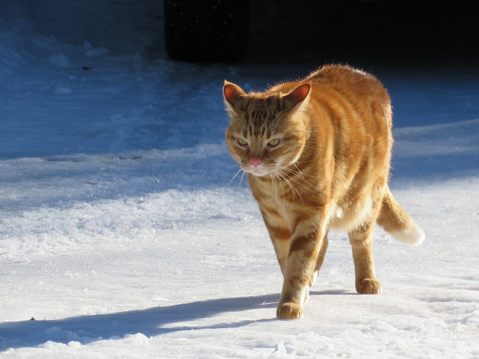 Naminė katė vaikšto ant sniego. Katės saugumui geriau jos neleisti į lauką.