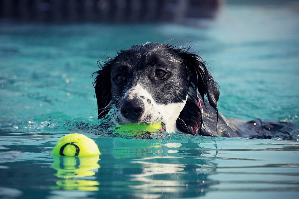Šuo sugauna kamuolius baseine. Atpalaiduojantis atsigaivinimas yra gera idėja karštomis dienomis šunims, kurie gali plaukti.
