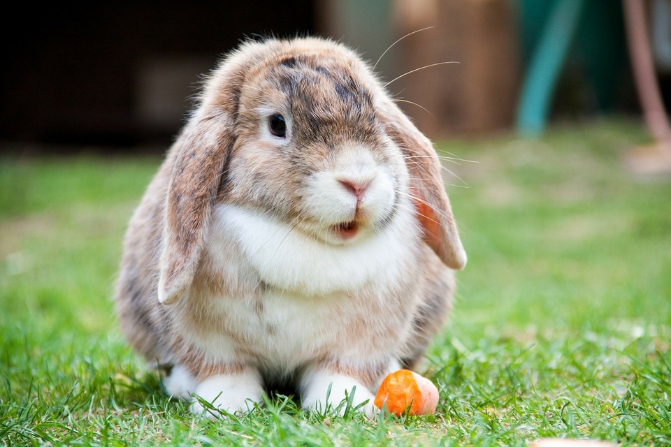 Mini Lop triušis valgo morką. Jis stovi ant žolės, atidaręs burną.
