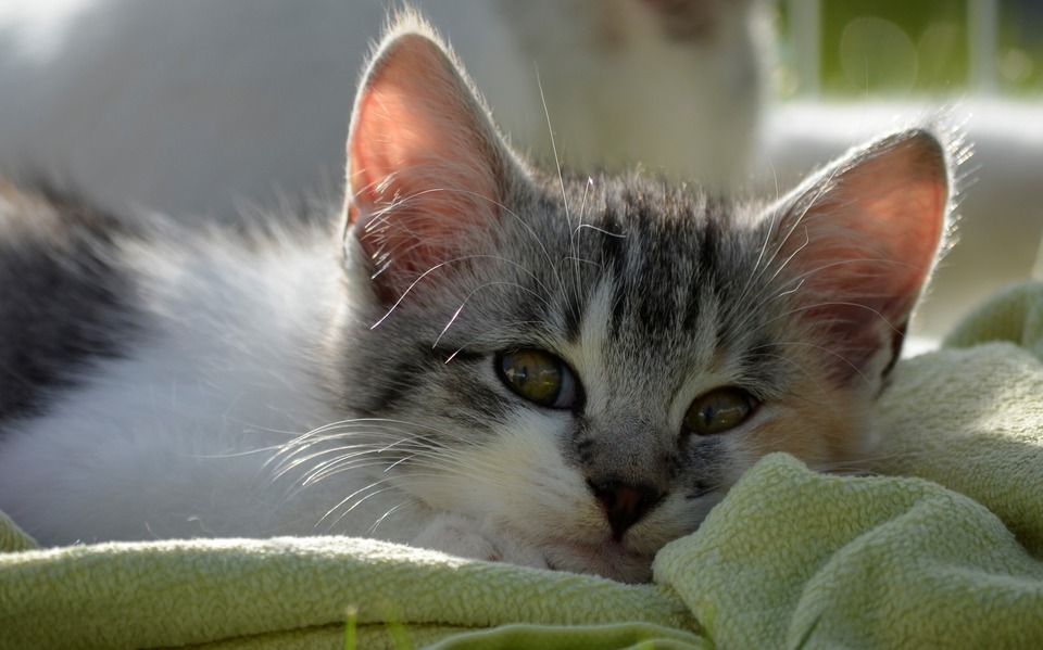 Trečiasis akies vokas, matomas ant katės akių, yra silpnumo, ligos ar dehidratacijos požymis. Matomas trečiasis vokas visada turėtų mus jaudinti!
