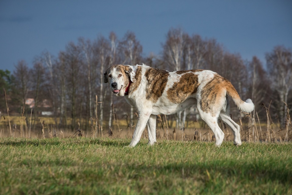 Milžiniškas šuo stovi laukuose. Milžiniški šunys daug dažniau kenčia nuo sąnarių ligų..
