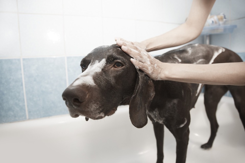 Šunų vonios gali būti malonios. Reikia tik paruošti ir pripratinti šunį maudytis