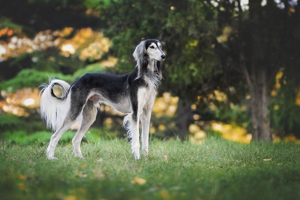 Kurtai yra viena greičiausių naminių šunų veislių. Jie buvo naudojami persekioti gyvūnus atvirame žemės plote.