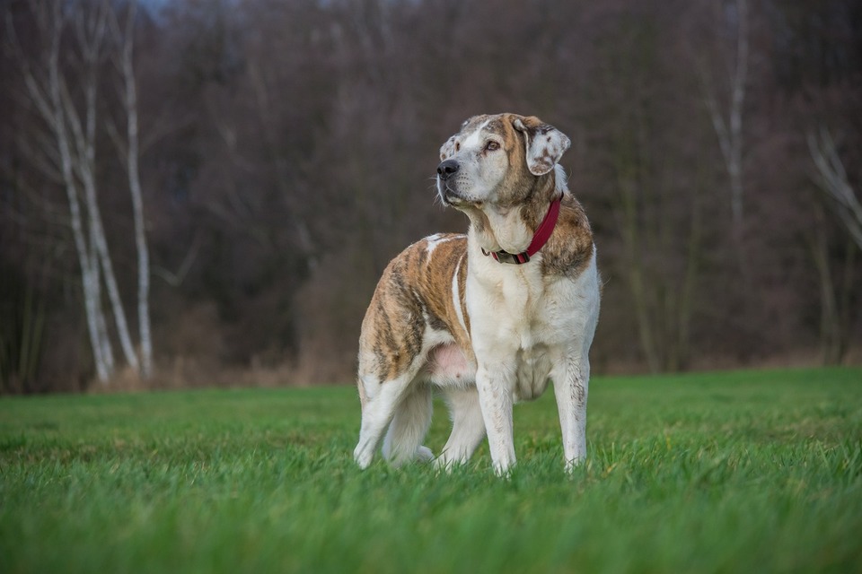 Didelių veislių šunys yra daug labiau linkę į sąnarių ligas ir klubų displaziją
