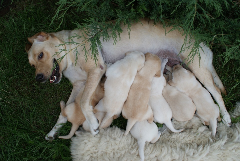 Motina šuo maitina aštuonis savo mažus šuniukus.