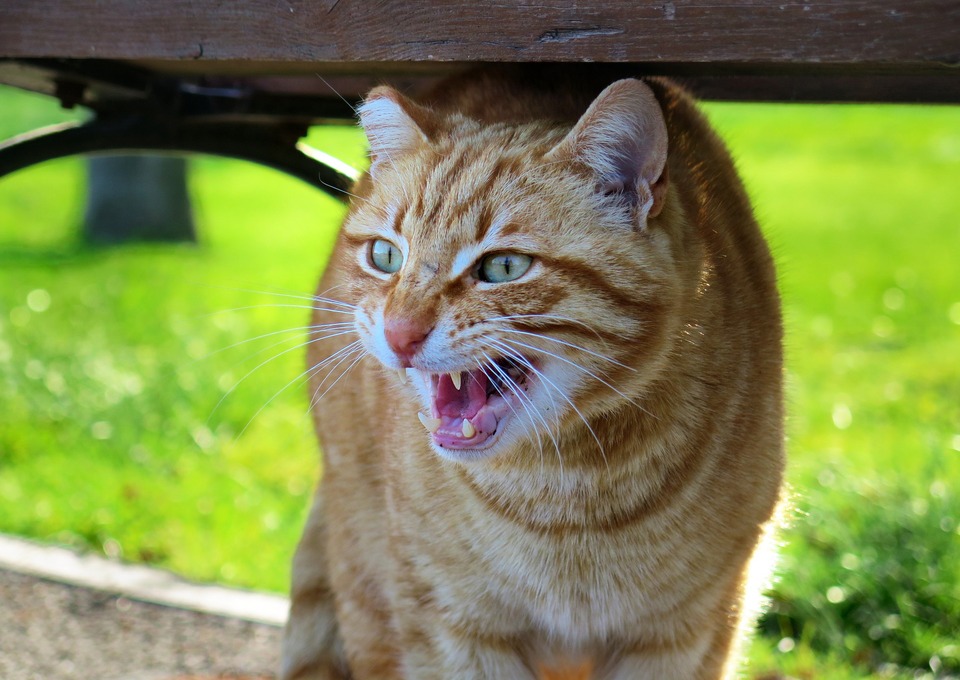 Raudonplaukė, suaugusi katė šnypščia. Šnypštimas yra gynybinis elgesys savisaugoje. Katė turi siaurus vyzdžius, pakeltus ūsus ir ausis atgal.
