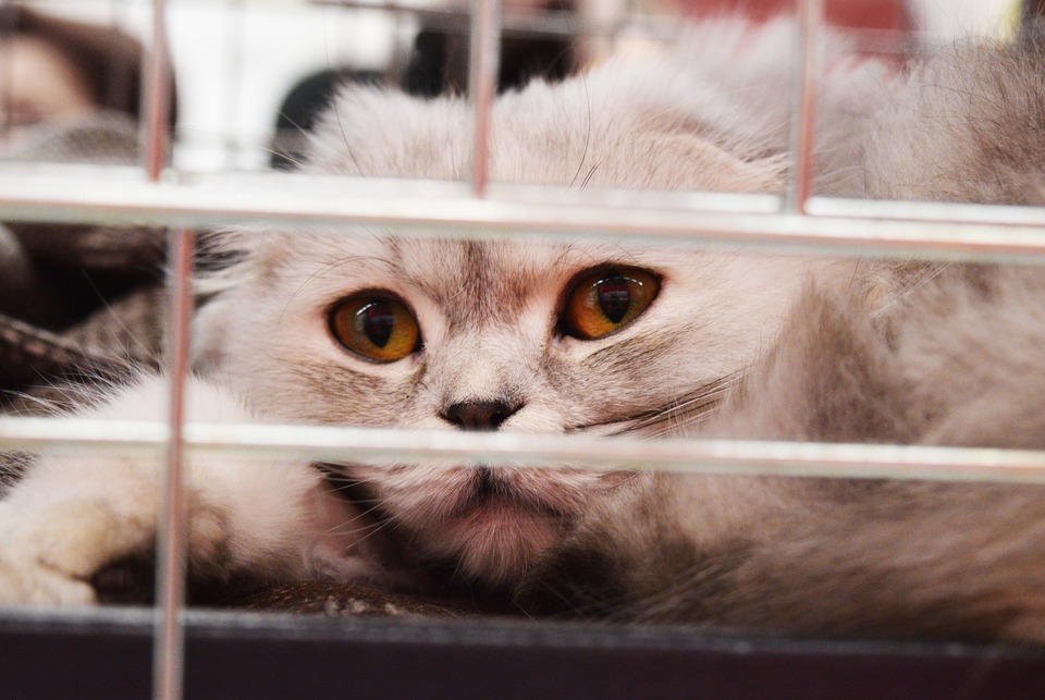 El gato está acostado en una jaula, un gato asustado y deprimido